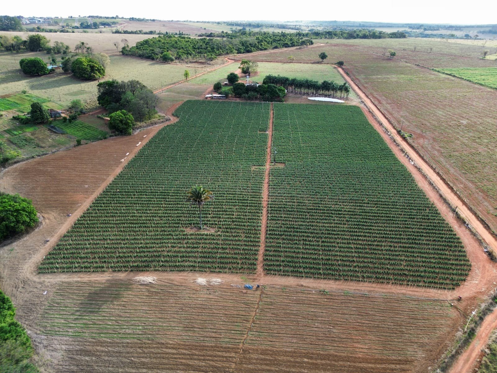 Vista au00e9rea das u00e1reas cultivadas e da estrutura da propriedade.